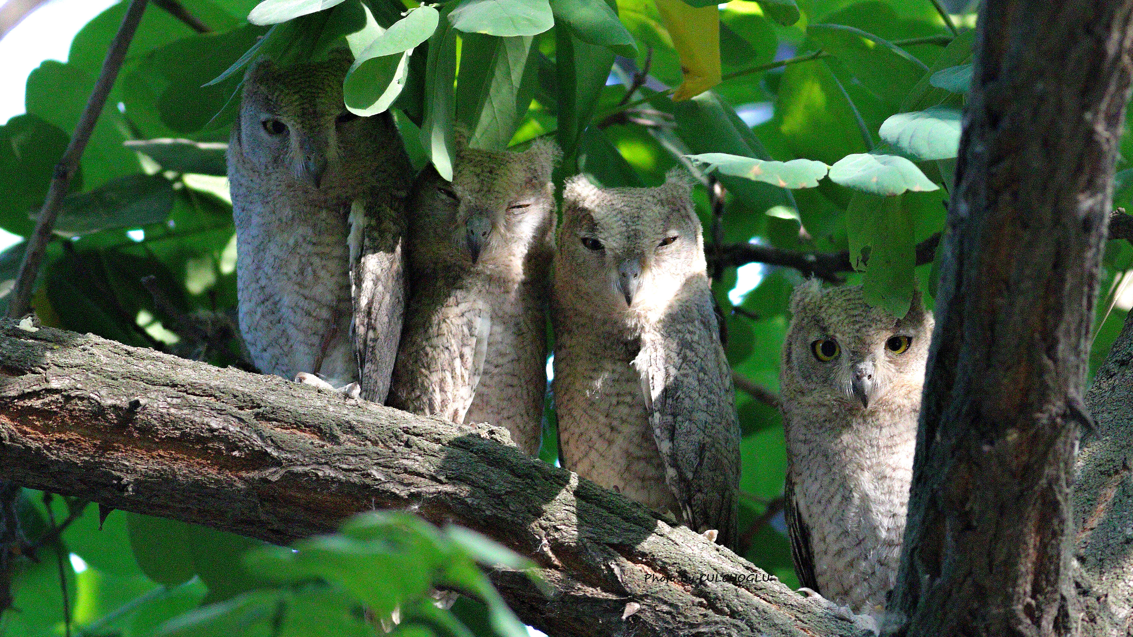 Pallid Scops-Owl